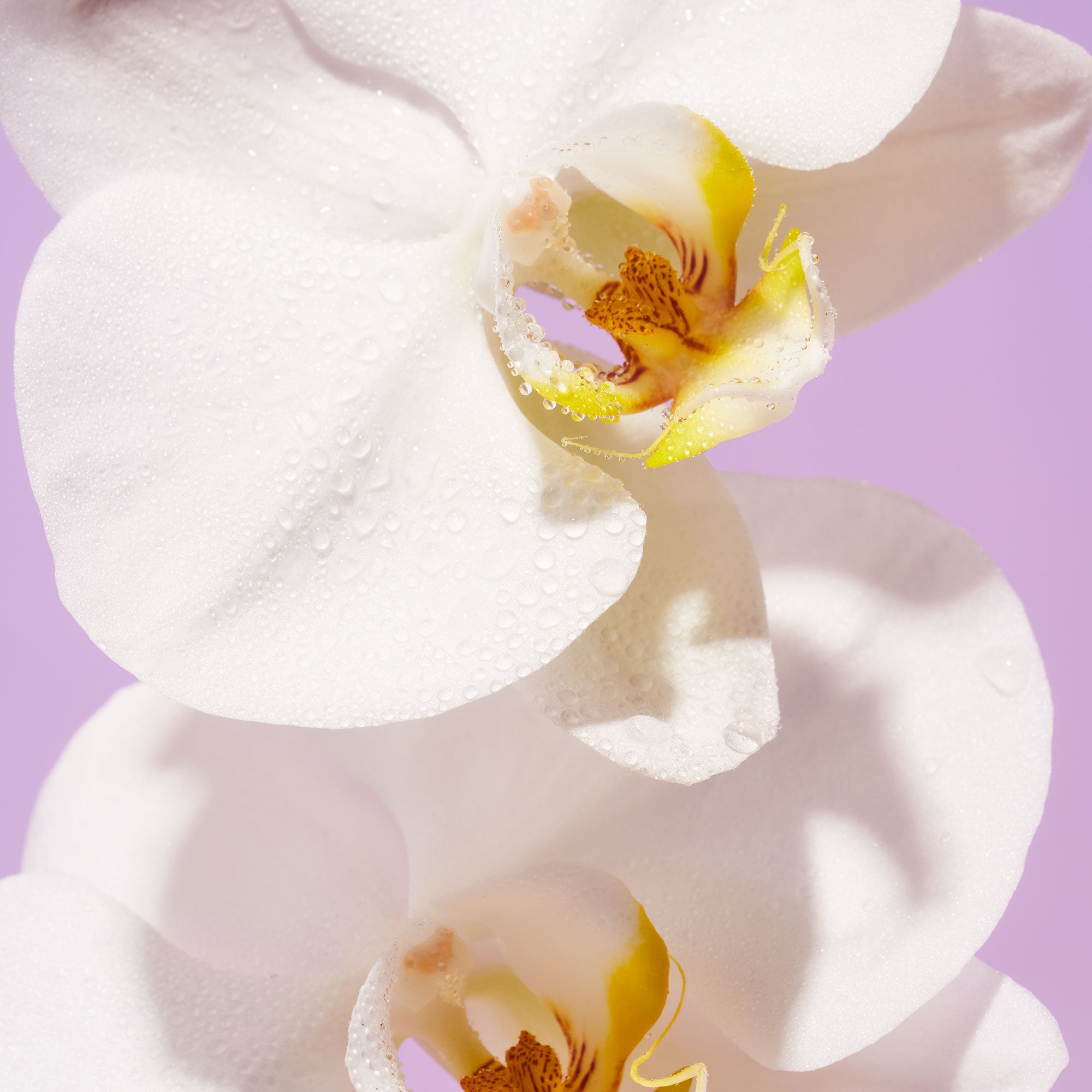 Island Orchid - Body Lotion