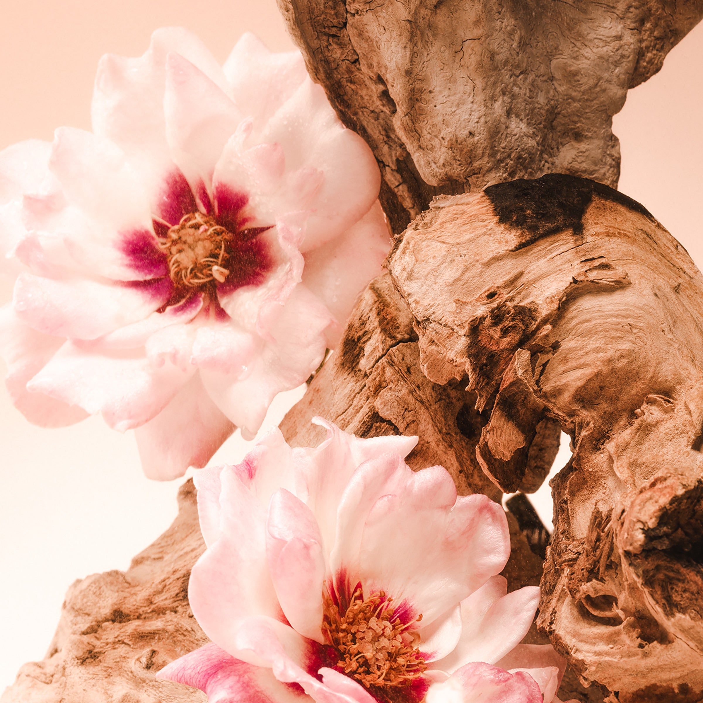 Santal Bloom - Body Wash