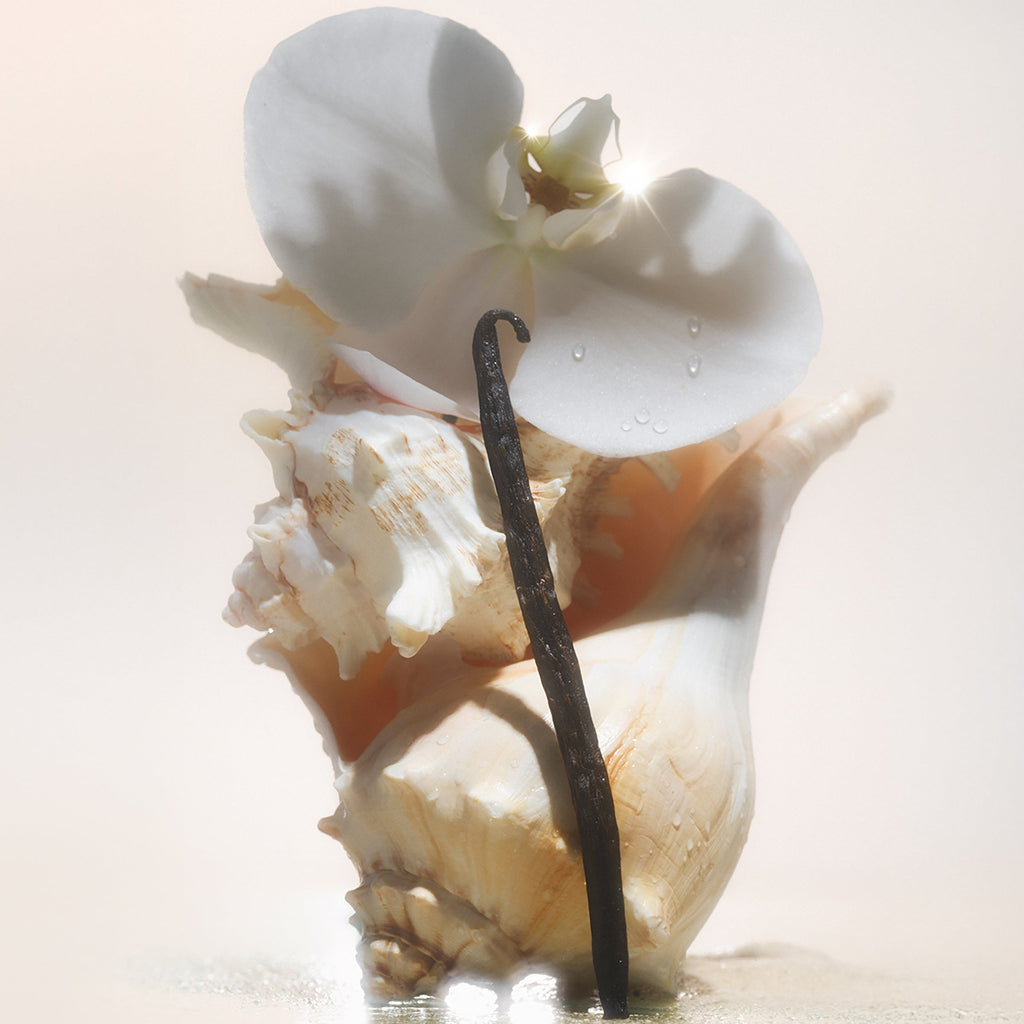 Salt Water Vanilla - Body Butter