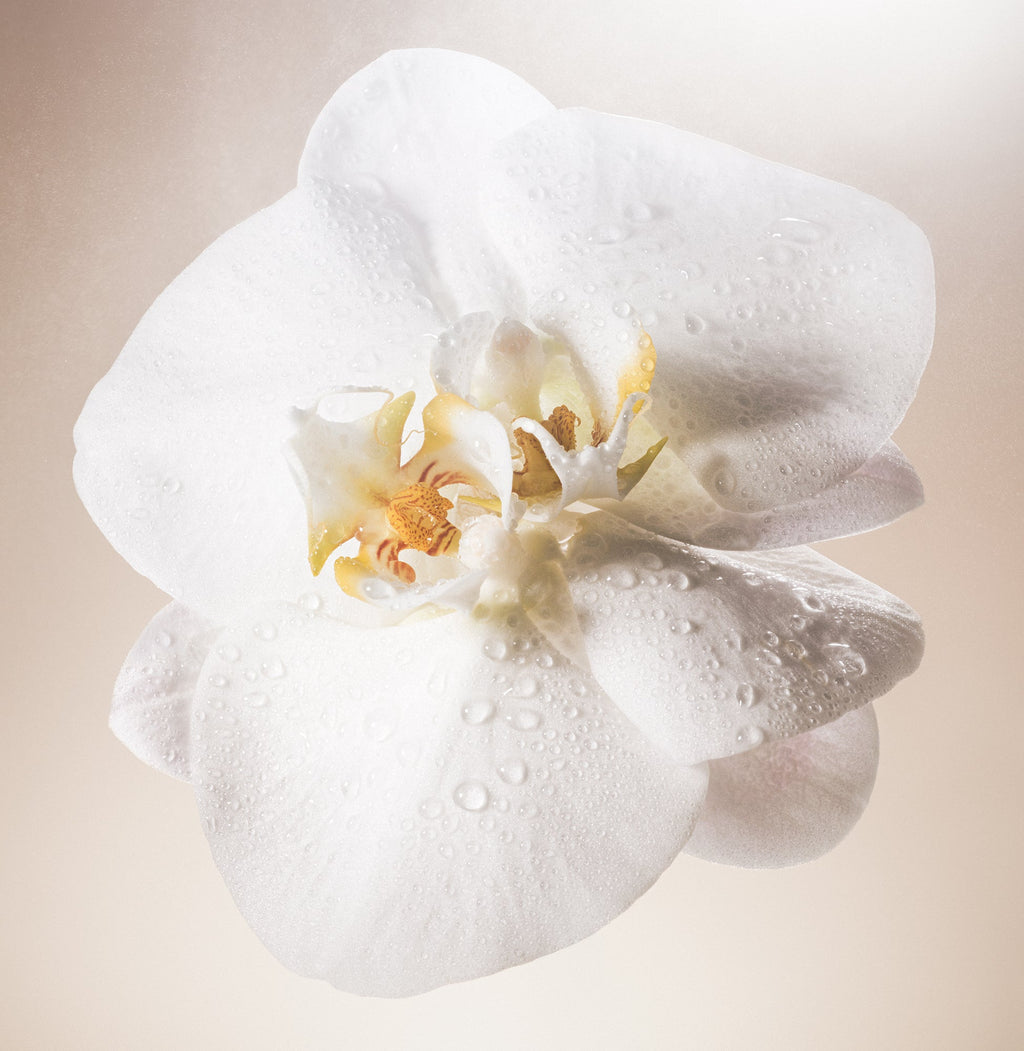 Salt Water Vanilla - Body Scrub