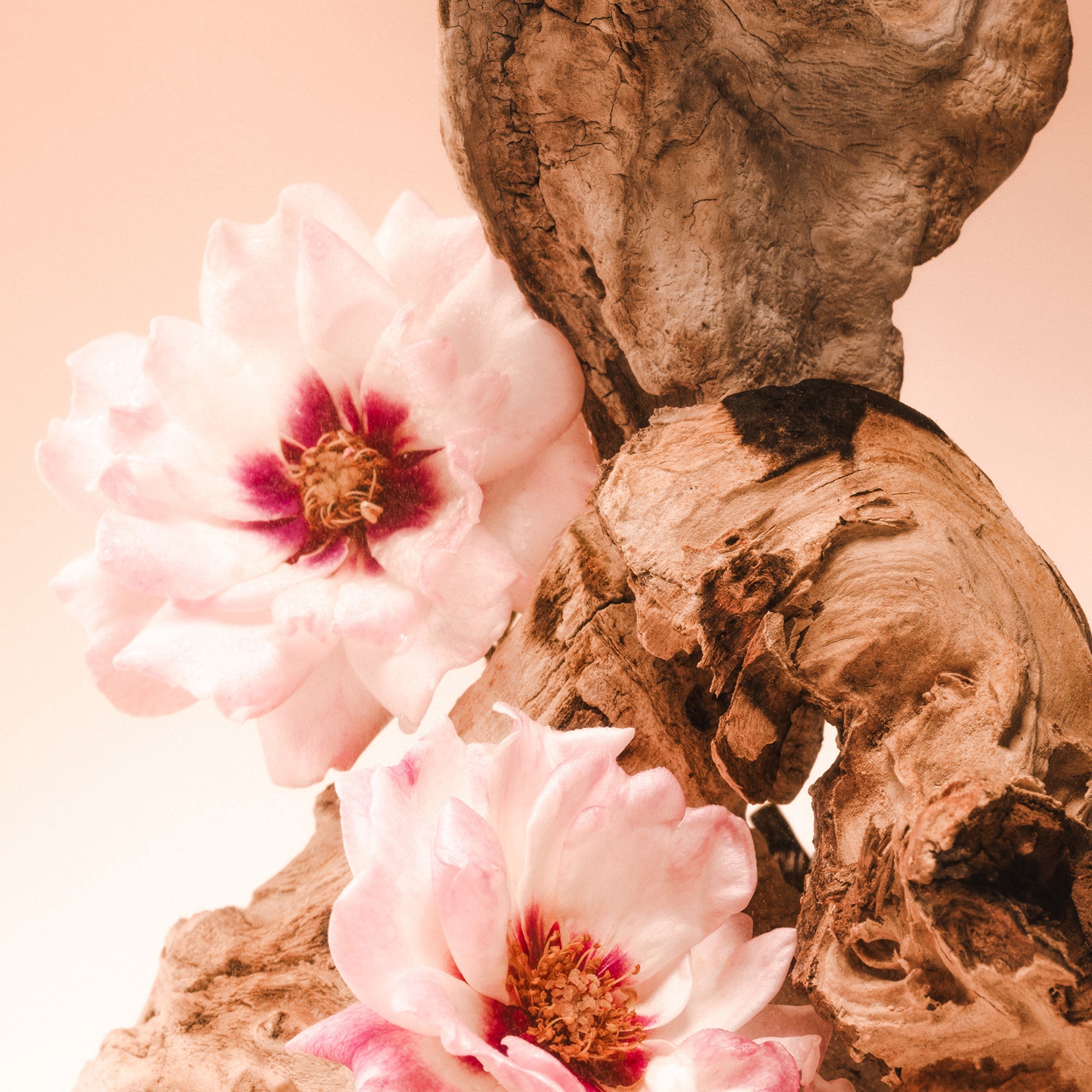 Santal Bloom - Hair Gloss