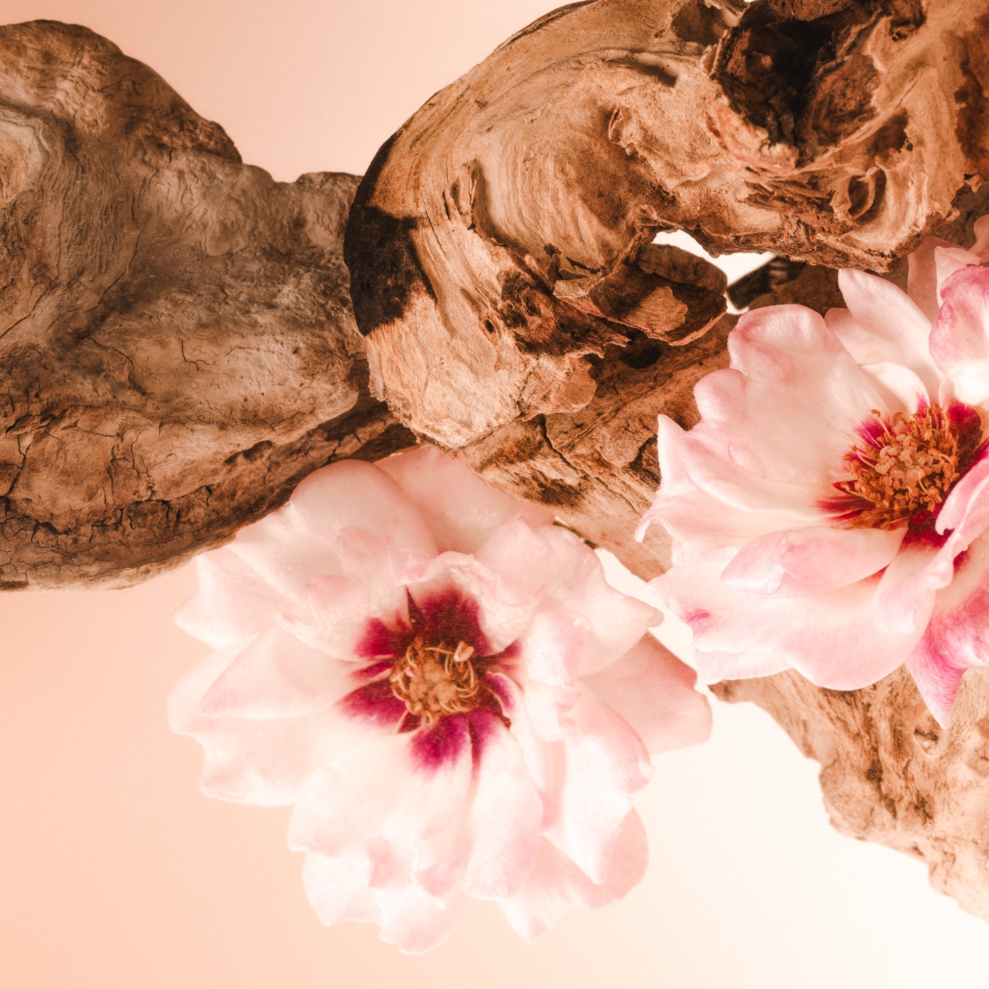 Santal Bloom - Body Rituals Set
